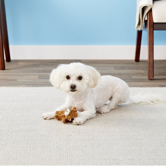 🆕TinyToy4TinyDogs - Picture 1 of 15